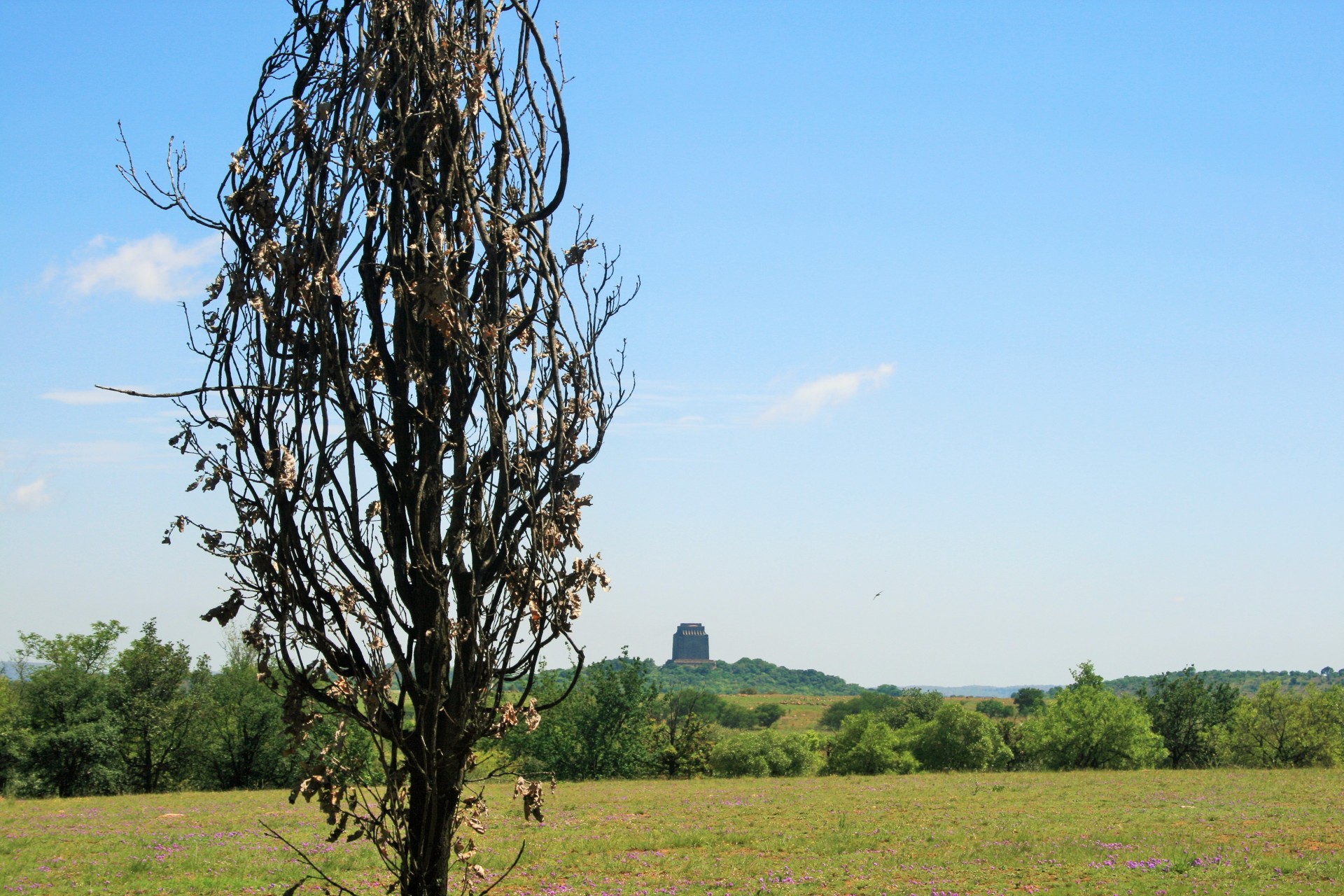 Medis,  Miręs,  Sausas,  Veld,  Žalias,  Dangus,  Miręs Medis Velduose, Nemokamos Nuotraukos,  Nemokama Licenzija