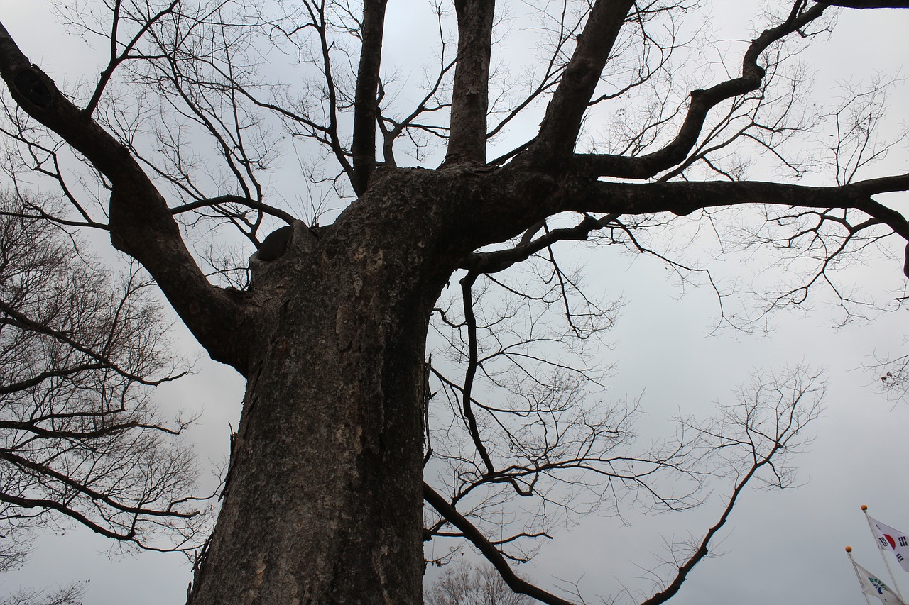 Negyvas Medžio Medis, Mediena, Žiemos Medis, Nemokamos Nuotraukos,  Nemokama Licenzija