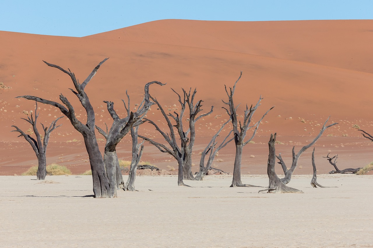 Deadvlei, Dykuma, Medis, Afrika, Namibija, Namib-Naukluft Parkas, Negyvas Pelkės, Nemokamos Nuotraukos,  Nemokama Licenzija