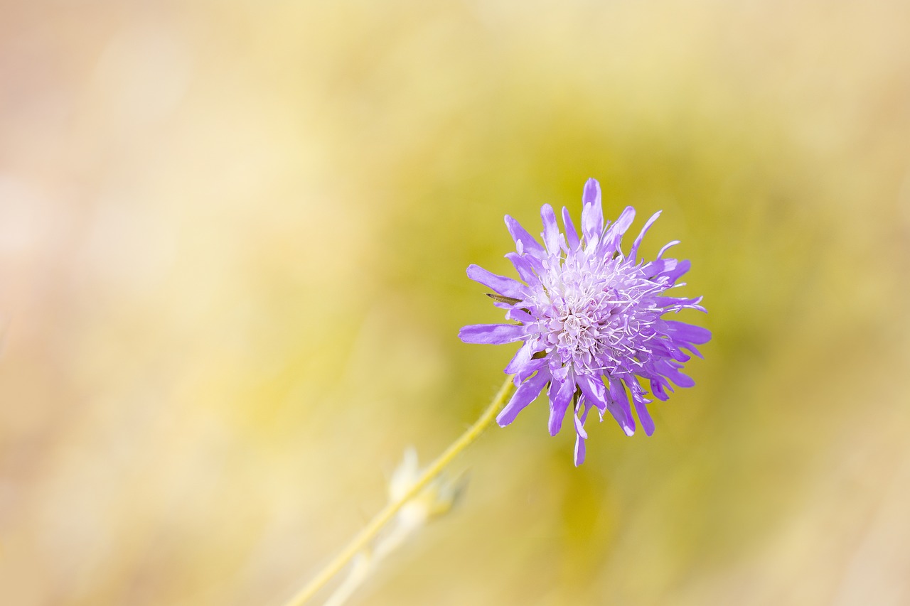 Kurfu-Skabiosa, Pūslelinė Columbaria, Caprifoliaceae, Gėlė, Violetinė, Violetinė, Aštraus Gėlė, Augalas, Hummel, Vabzdys