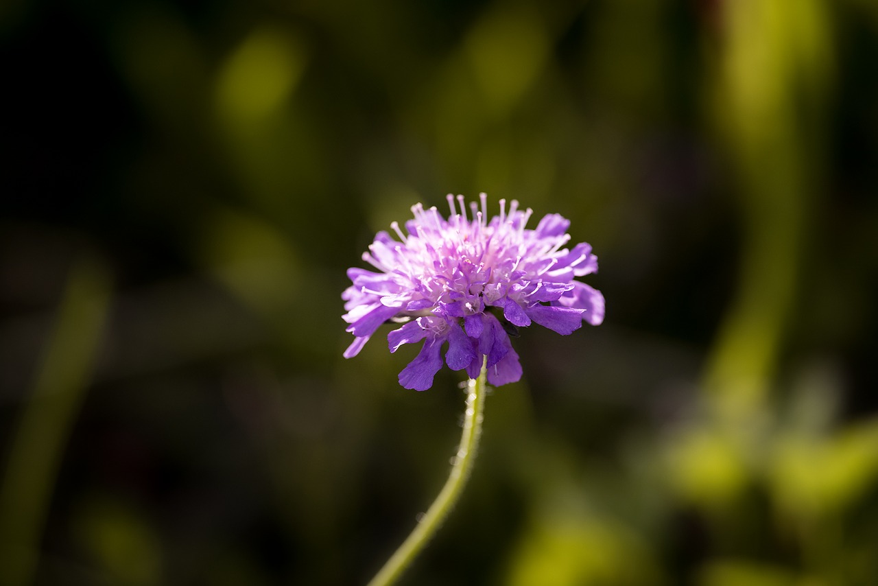 Kurfu-Skabiosa, Pūslelinė Columbaria, Caprifoliaceae, Gėlė, Violetinė, Violetinė, Aštraus Gėlė, Augalas, Žiedas, Žydėti