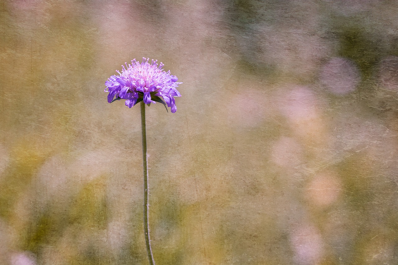 Kurfu-Skabiosa, Pūslelinė Columbaria, Caprifoliaceae, Gėlė, Žiedas, Žydėti, Augalas, Gamta, Aštraus Gėlė, Vasara