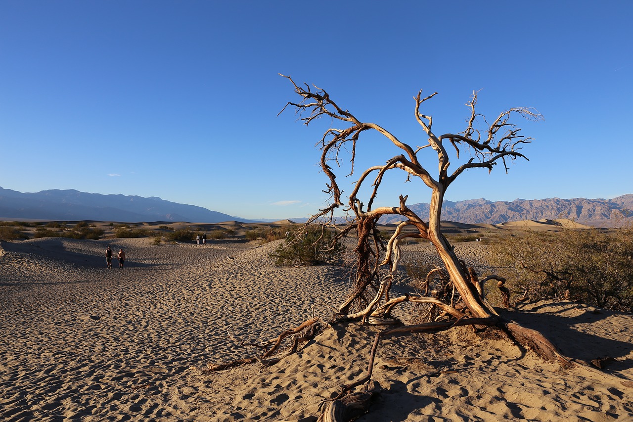 Mirties Slėnis, Nacionalinis Parkas, Desertas, Medis, Kalifornija, Nemokamos Nuotraukos,  Nemokama Licenzija