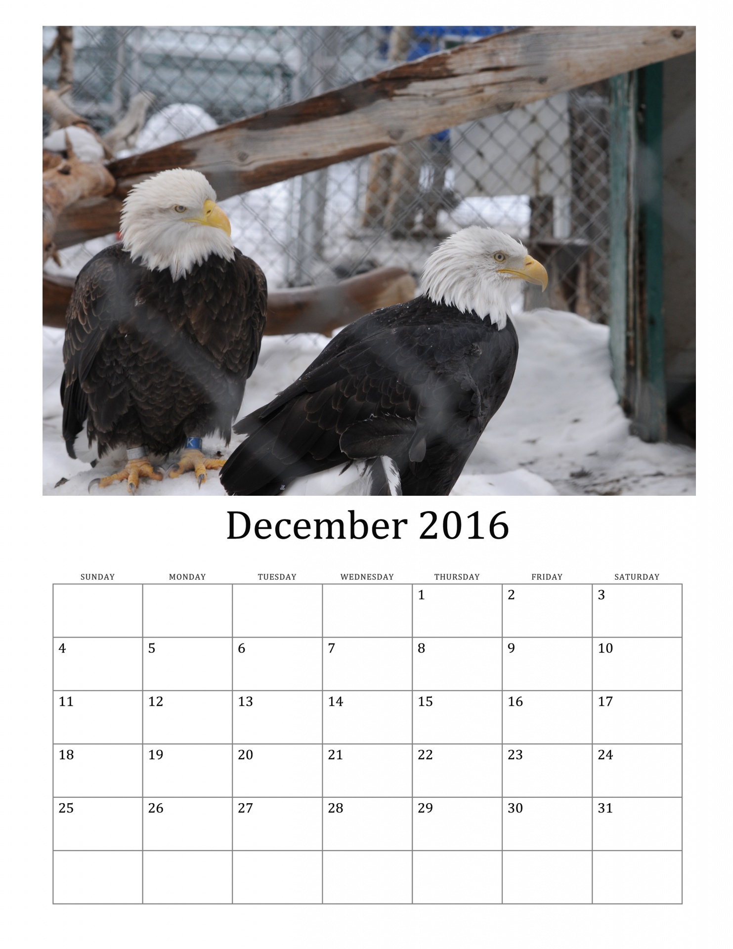 2016,  2016 & Nbsp,  Kalendorius,  Žiema,  Sniegas,  2016 & Nbsp,  Mėnesinis & Nbsp,  Kalendorius,  Paukštis,  Paukščiai
