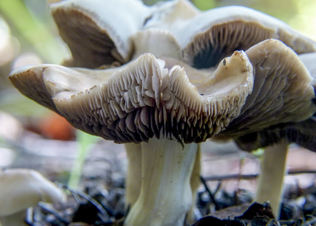 Apgaulingas Pienas, Lactarius Deceptivus Peck, Grybai, Miškas, Augalas, Gamta, Makro, Iš Arti, Klasteris, Grupė