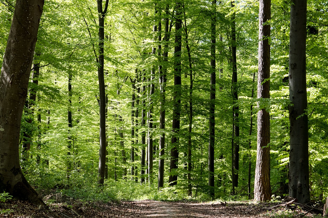 Lapuočių Miško,  Medžiai,  Pobūdį,  Lapai, Nemokamos Nuotraukos,  Nemokama Licenzija