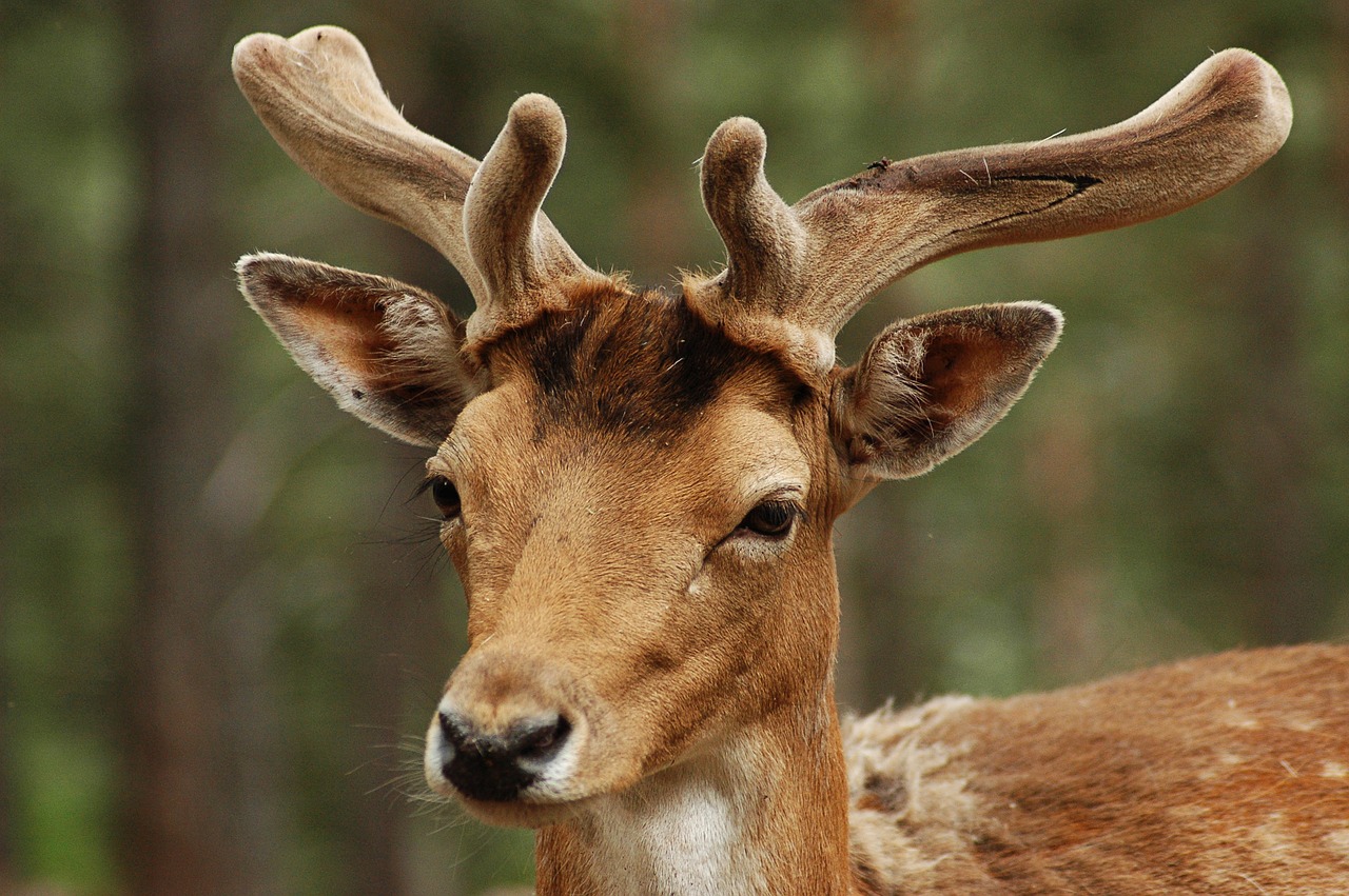 Elnias, Gyvūnai, Gamta, Gyvūnas, Fauna, Nemokamos Nuotraukos,  Nemokama Licenzija