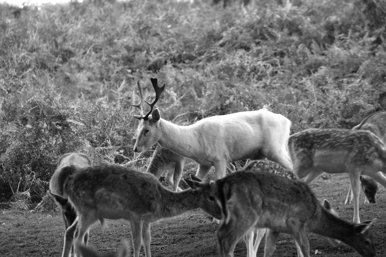 Elnias, Juoda Ir Balta, Gyvūnas, Juoda, Balta, Laukinė Gamta, Antler, Laukiniai, Nemokamos Nuotraukos,  Nemokama Licenzija