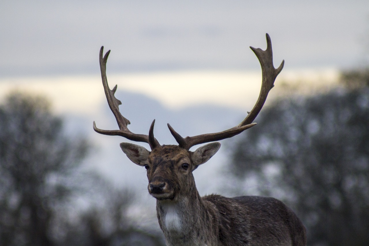 Elnias, Antlers, Laukinė Gamta, Buck, Žinduolis, Gyvūnas, Patinas, Dykuma, Ežeras, Kailis