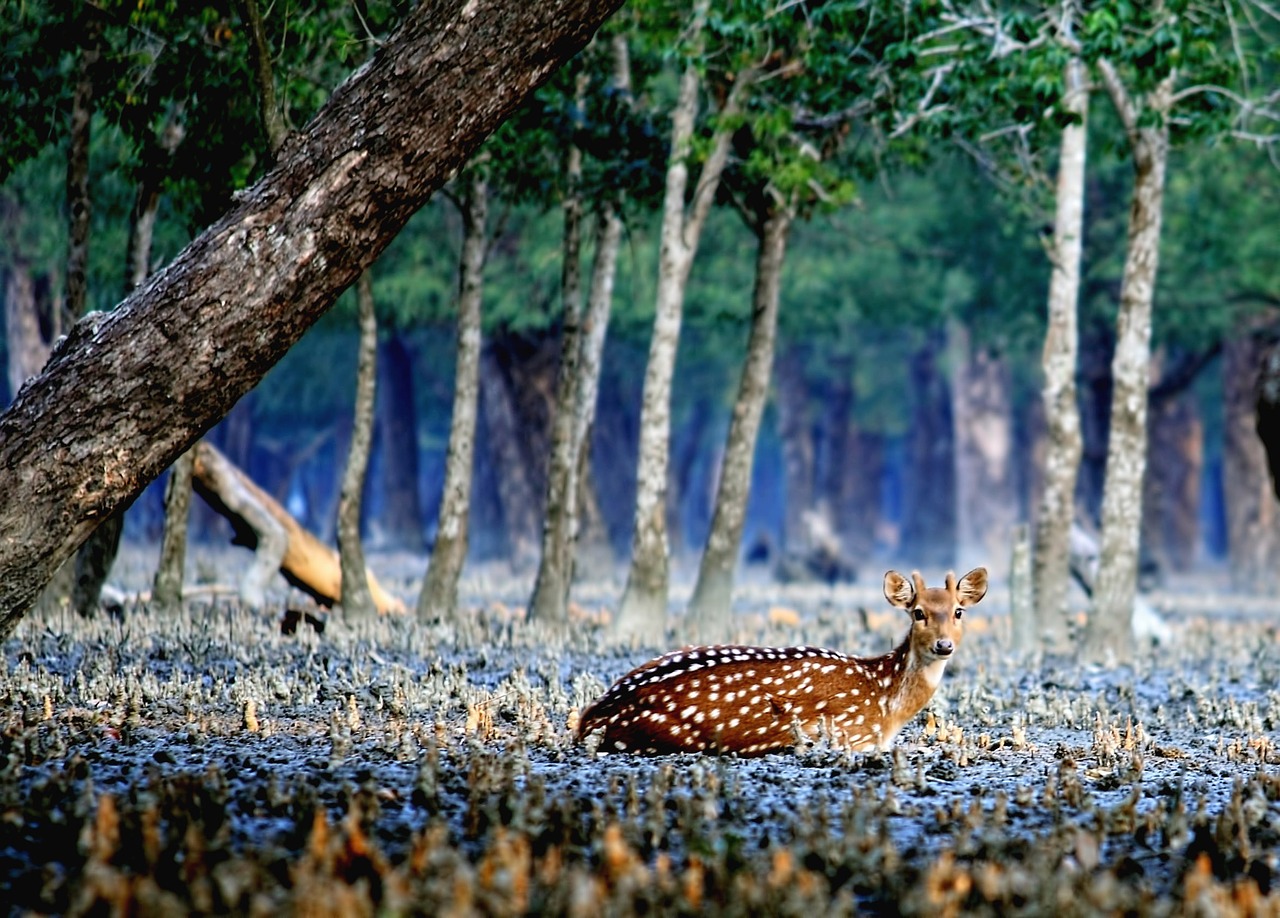 Elnias, Sundarban, Bangladešas, Nemokamos Nuotraukos,  Nemokama Licenzija