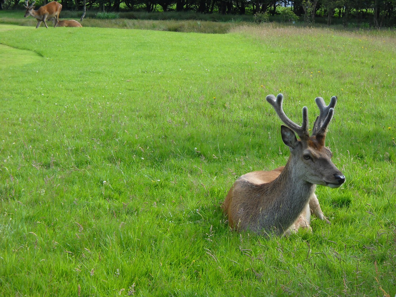 Elnias, Antlers, Laukinė Gamta, Gyvūnai, Škotija, Nemokamos Nuotraukos,  Nemokama Licenzija