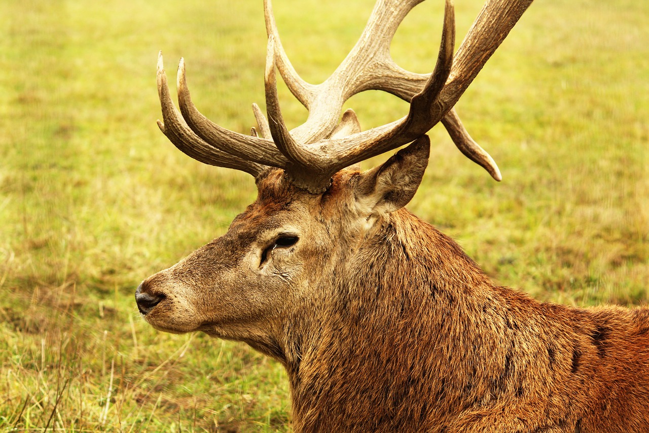 Elnias, Vasara, Gyvūnas, Medis, Natūralus, Lauke, Laukiniai, Antlers, Nemokamos Nuotraukos,  Nemokama Licenzija