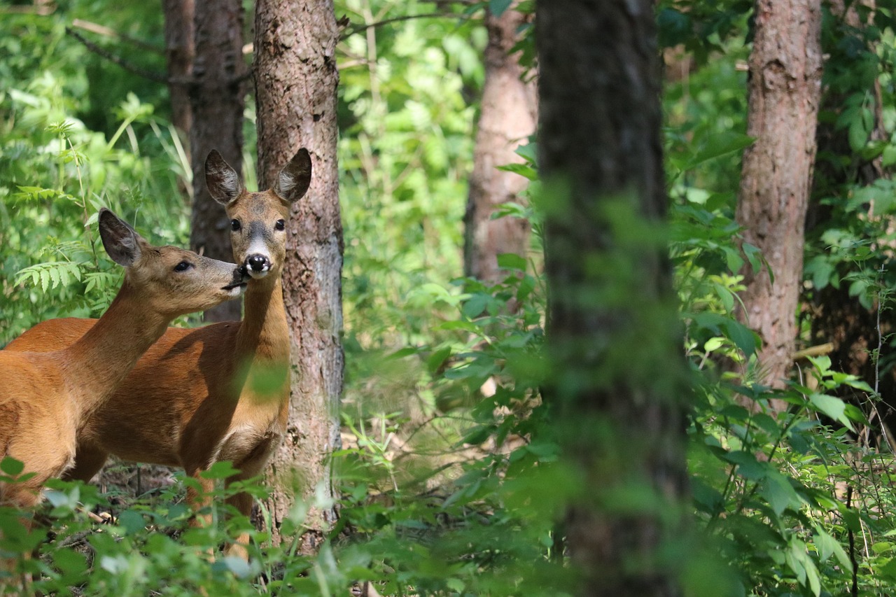 Elnias, Bučinys, Miškas, Medžiai, Filialų Filialai, Gamta, Šviesa, Nemokamos Nuotraukos,  Nemokama Licenzija