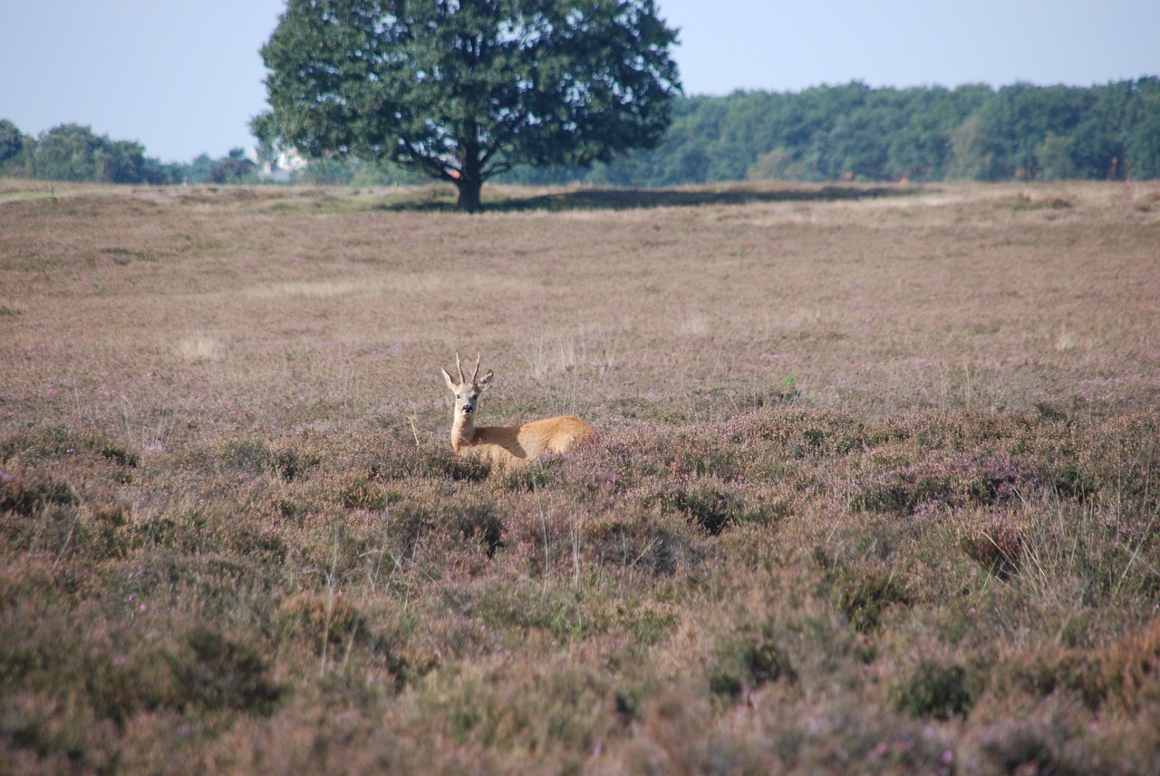 Elnias, Ree, Gyvūnas, Žinduolis, Fauna, Heide, Kraštovaizdis, Gamta, Nemokamos Nuotraukos,  Nemokama Licenzija