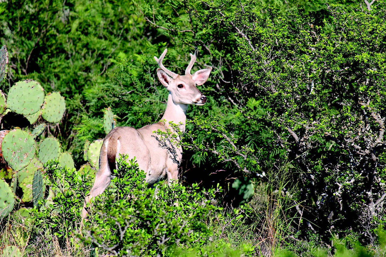 Elnias, Gamta, Laukinė Gamta, Gyvūnas, Natūralus, Parkas, Buck, Ežeras, Lauke, Antlers