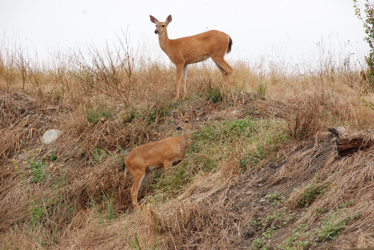 Elnias, Fauna, Žinduolis, Kamufliažas, Kalnas, Kraštovaizdis, Gamta, Nemokamos Nuotraukos,  Nemokama Licenzija