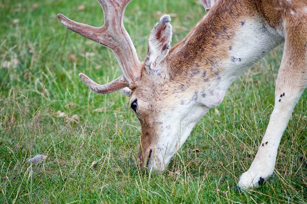 Elnias, Gyvūnas, Laukinė Gamta, Gamta, Iš Arti, Galva, Antlers, Valgymas, Ganymas, Detalės