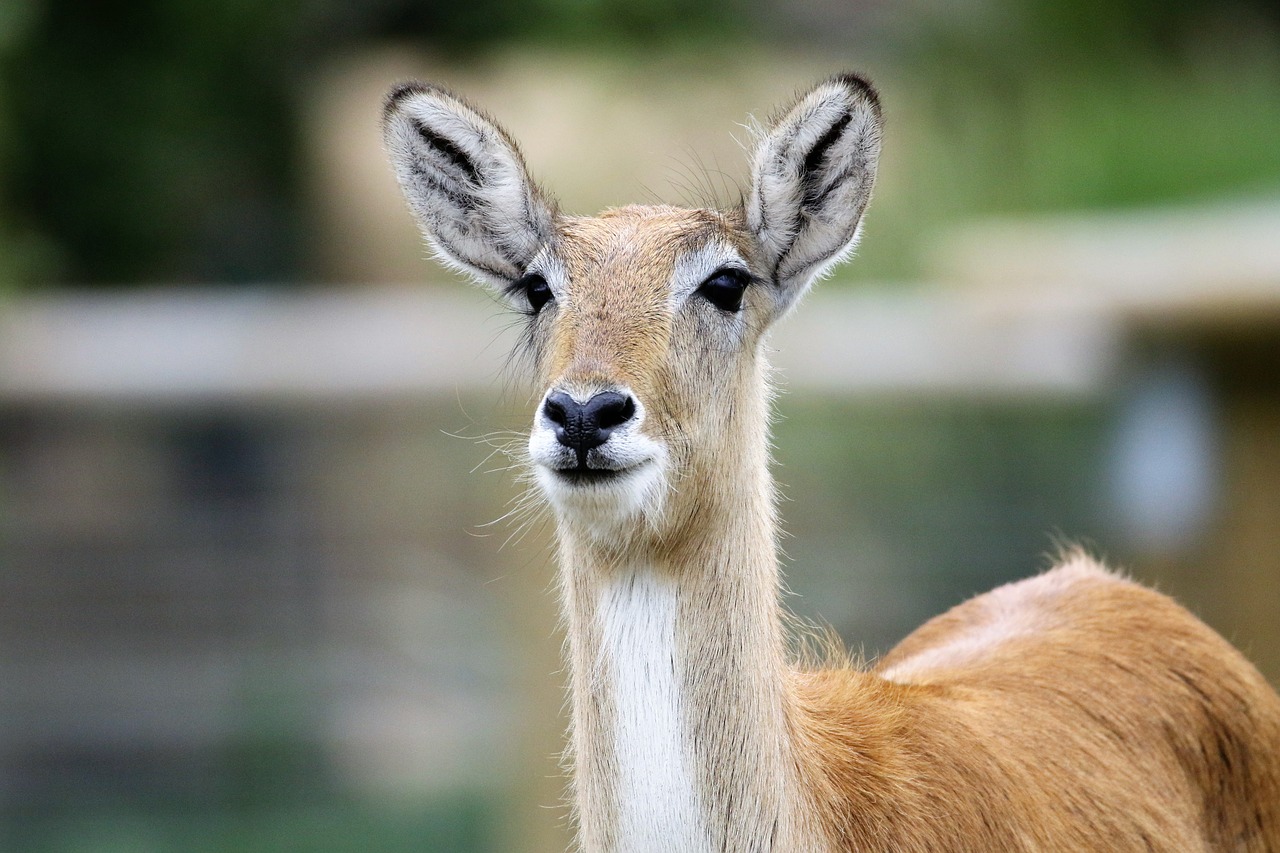 Elnias, Antilopė, Gamta, Laukiniai, Laukinė Gamta, Žinduolis, Impala, Į Pietus, Gyvūnas, Patinas