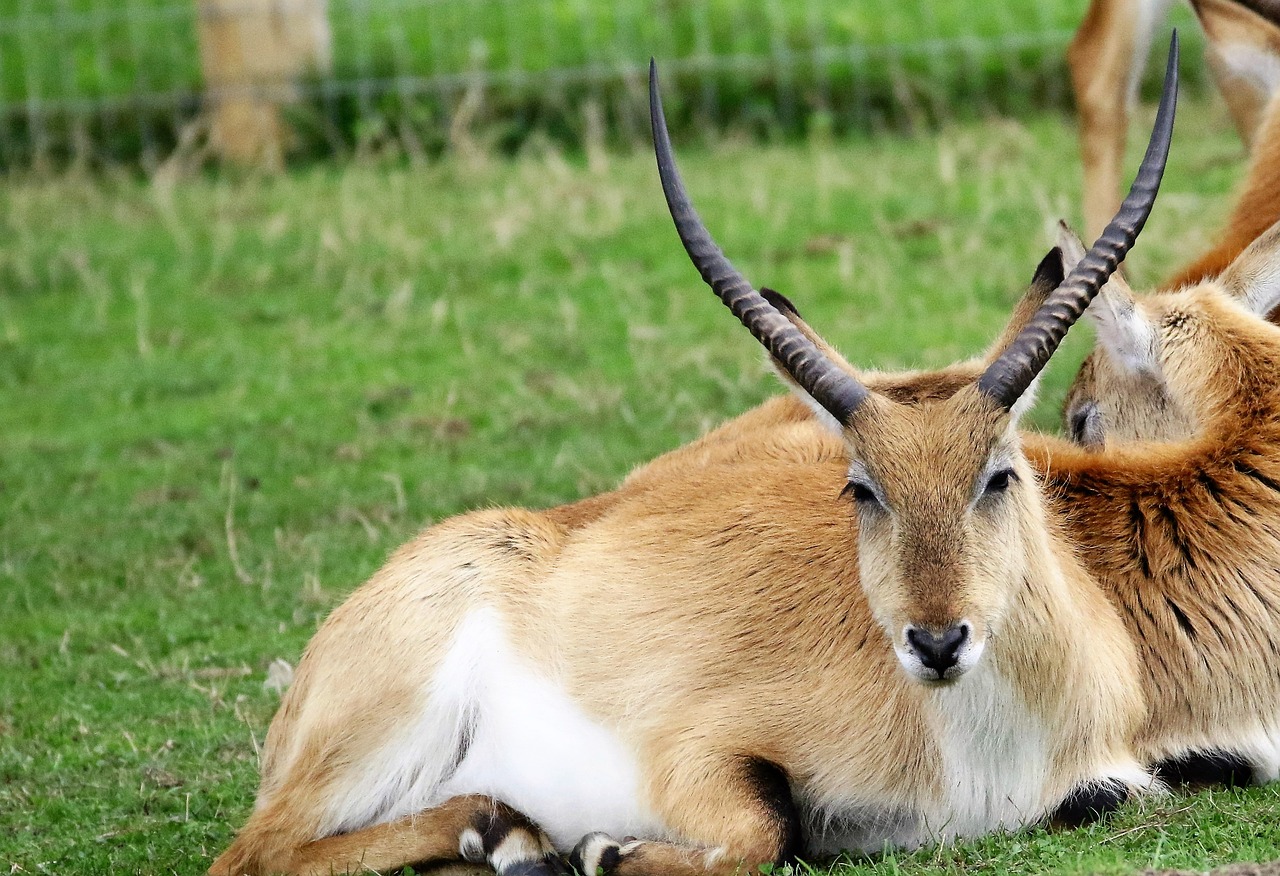 Elnias, Antilopė, Gamta, Laukiniai, Laukinė Gamta, Žinduolis, Impala, Į Pietus, Afrika, Patinas