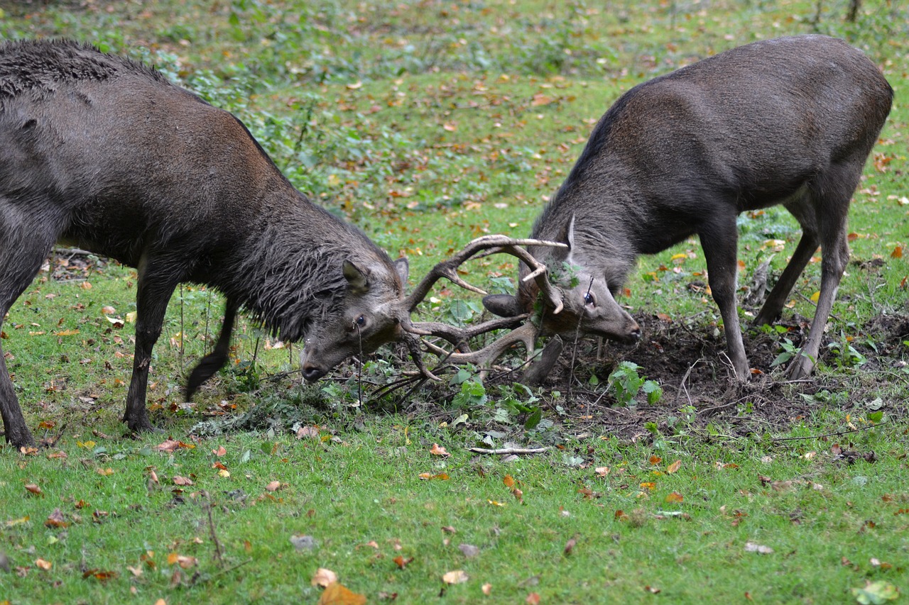 Elnias, Sika Elnias, Kovoti, Laukiniai, Žiūrėti, Miško Gyvūnas, Laukinio Gyvenimo Parkas, Žinduolis, Antler, Nemokamos Nuotraukos