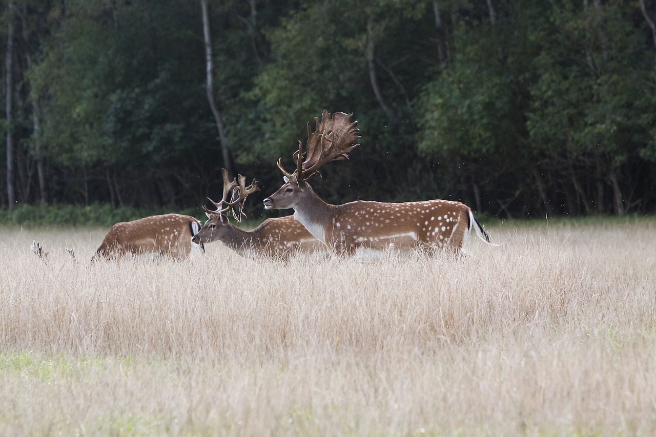 Elnias, Paprastosios Elnies, Antlers, Miškas, Nemokamos Nuotraukos,  Nemokama Licenzija