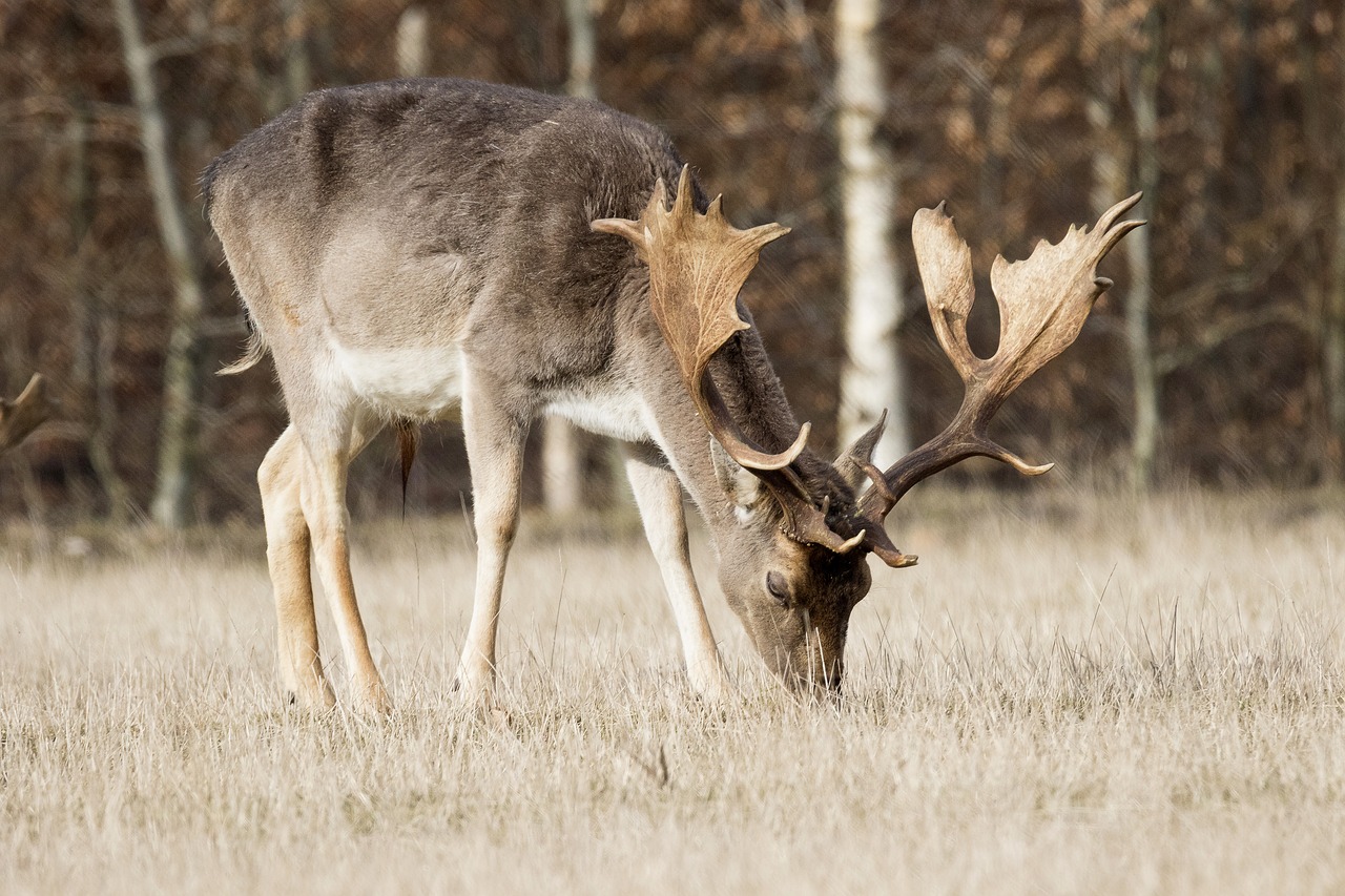 Elnias, Paprastosios Elnies, Antlers, Miškas, Nemokamos Nuotraukos,  Nemokama Licenzija