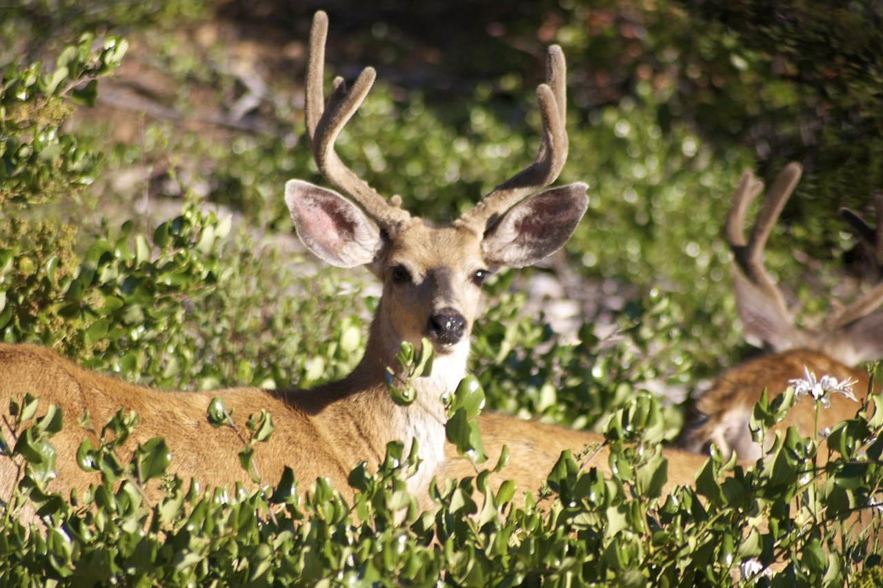 Elnias, Doleriai, Ežeras, Laukinė Gamta, Žinduolis, Patinas, Whitetail, Medžioklė, Antlers, Miškai