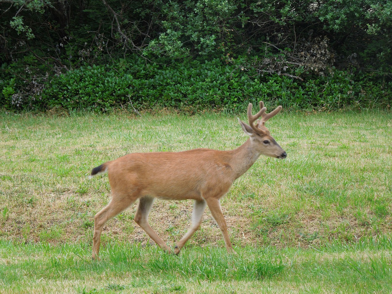 Elnias, Bėgimas, Laukas, Gamtos Kulka, Elnias Miške, Buck Shot, Elnias Veikia, Laukiniai, Žinduolis, Buck