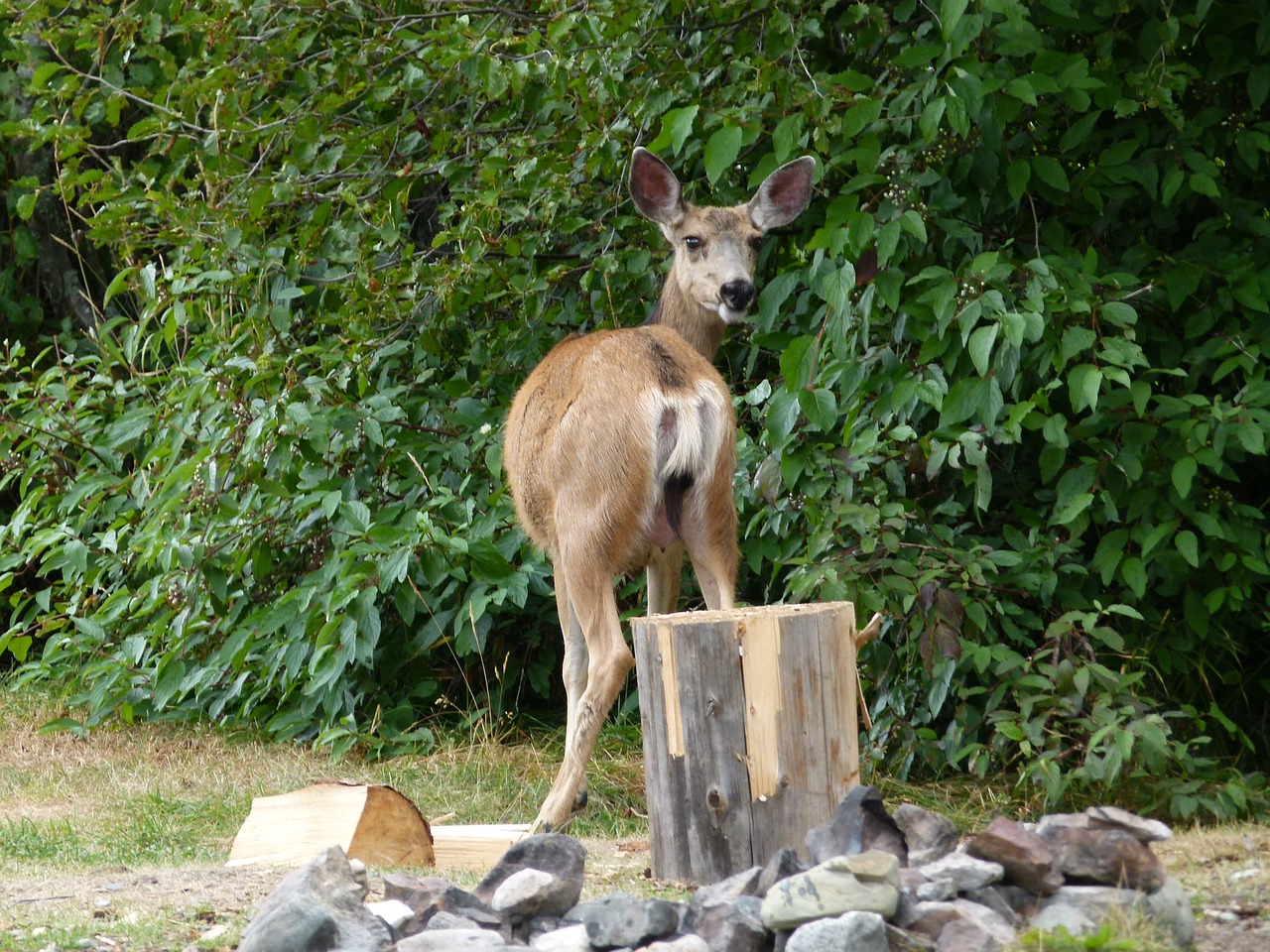 Elnias, Gyvūnai, Žinduolis, Žiūrėti, Saugotis, Dėmesio, Ežeras, Miškas, Gamta, Lauke