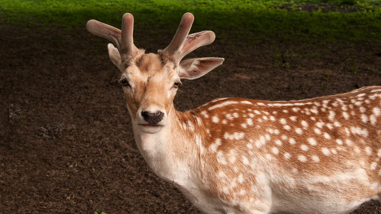 Elnias, Ree, Gamta, Žinduolis, Fauna, Gyvūnas, Kraštovaizdis, Laukiniai, Gyvūnų Pasaulis, Kamufliažas