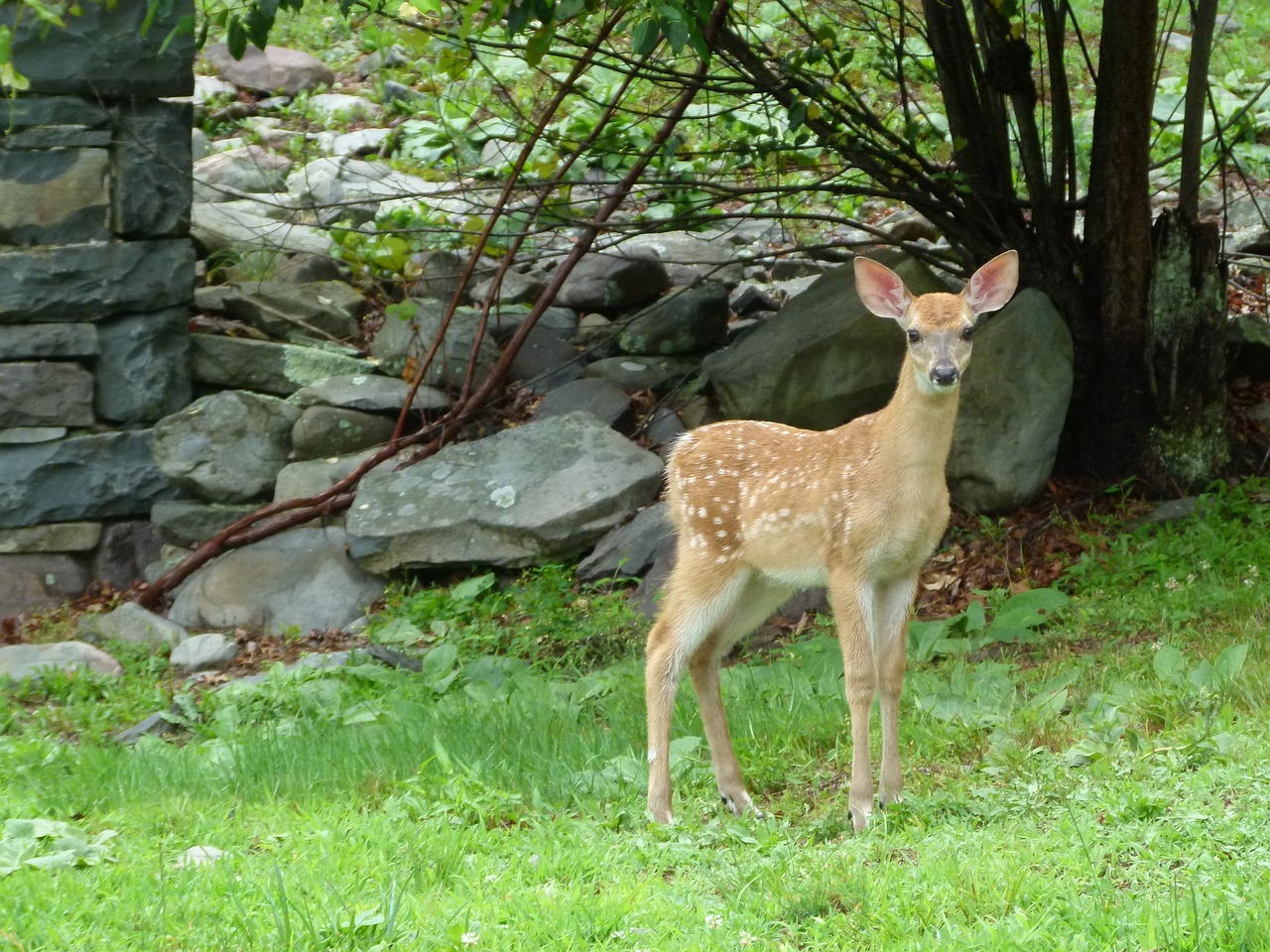 Elnias, Gyvūnas, Laukiniai, Gamta, Miškas, Žinduolis, Doe, Natūralus, Laukinė Gamta, Fauna