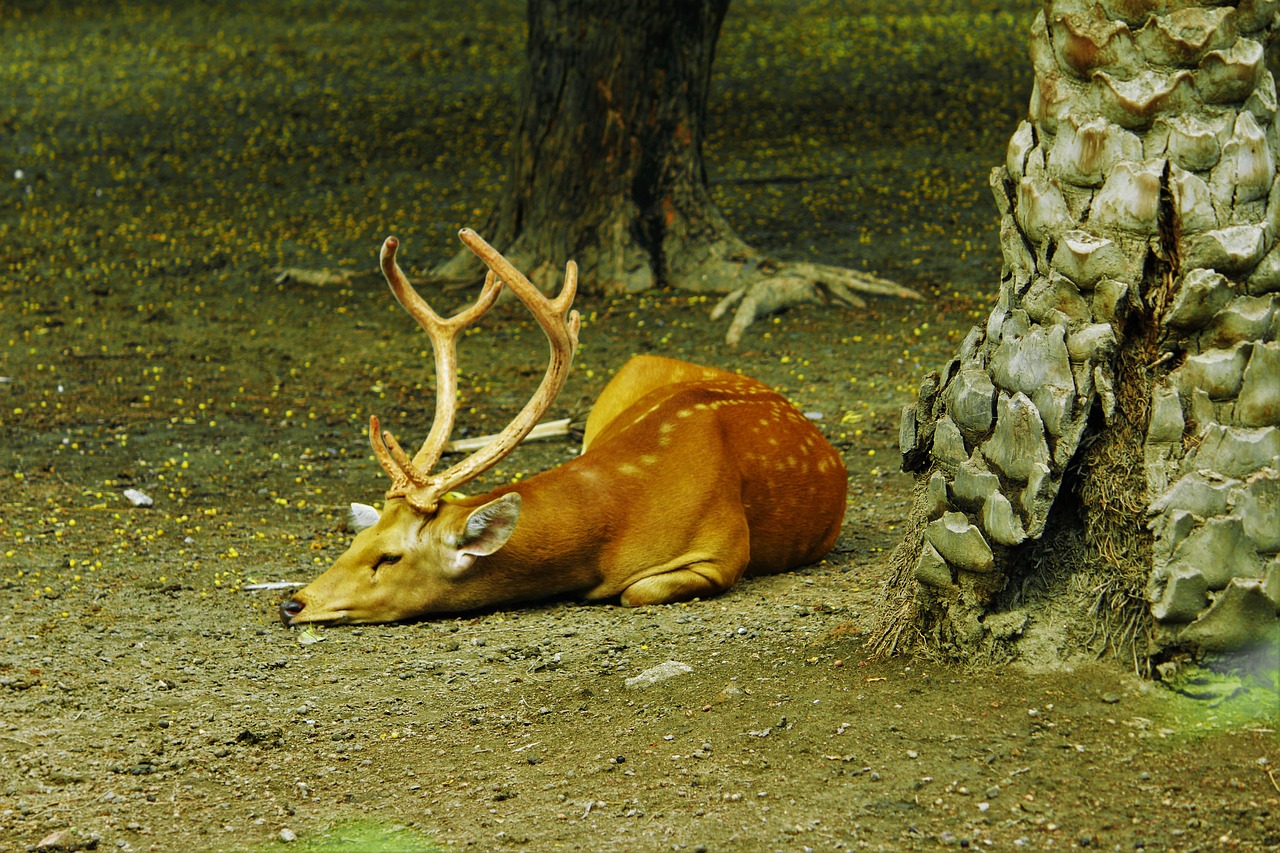 Отдых олени. Олень лежит. Спящий олень. Лежачий олень. Уставший олень.