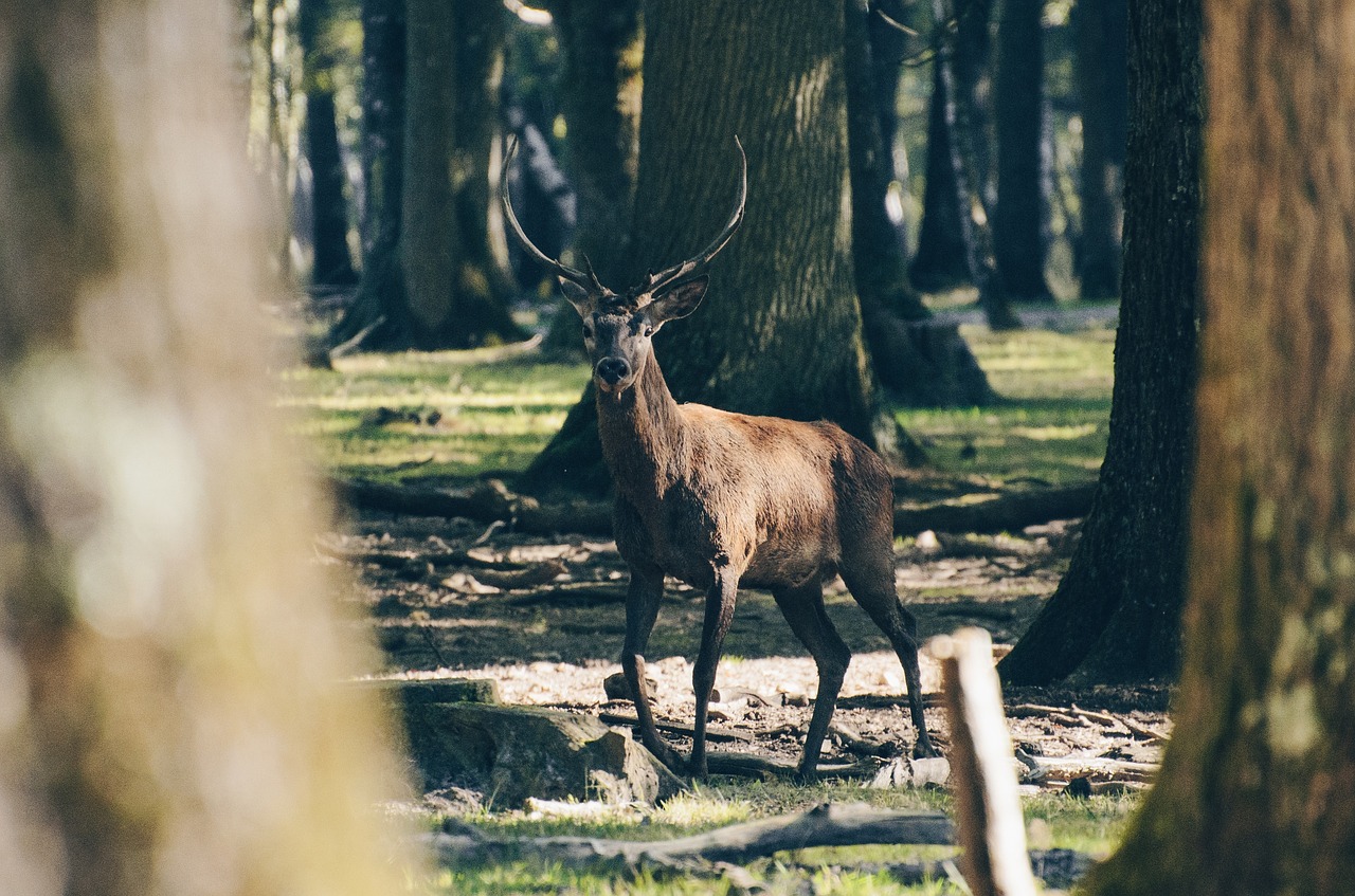 Elnias, Gyvūnas, Laukinė Gamta, Medžiai, Augalas, Miškas, Saulėtas, Diena, Nemokamos Nuotraukos,  Nemokama Licenzija