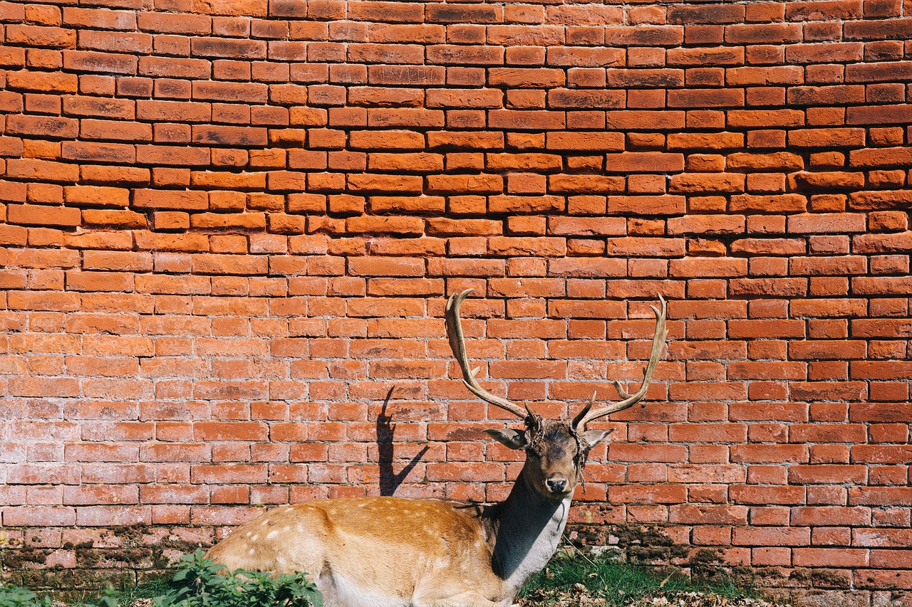 Elnias, Antlers, Gyvūnas, Raudona, Plytos, Nemokamos Nuotraukos,  Nemokama Licenzija