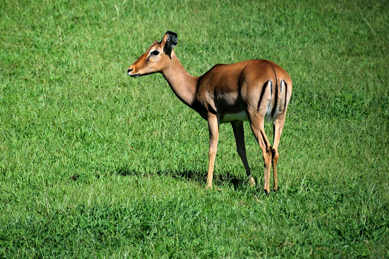 Elnias, Doe, Laukinė Gamta, Gyvūnas, Žinduolis, Gamta, Laukiniai, Medžioklė, Žolė, Laukas