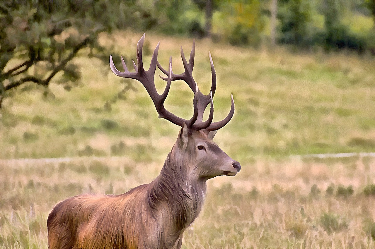 Elnias, Antlers, Natūralus, Žaidimas, Brangus, Hjort, Menas, Denmark, Uždaryti, Nemokamos Nuotraukos