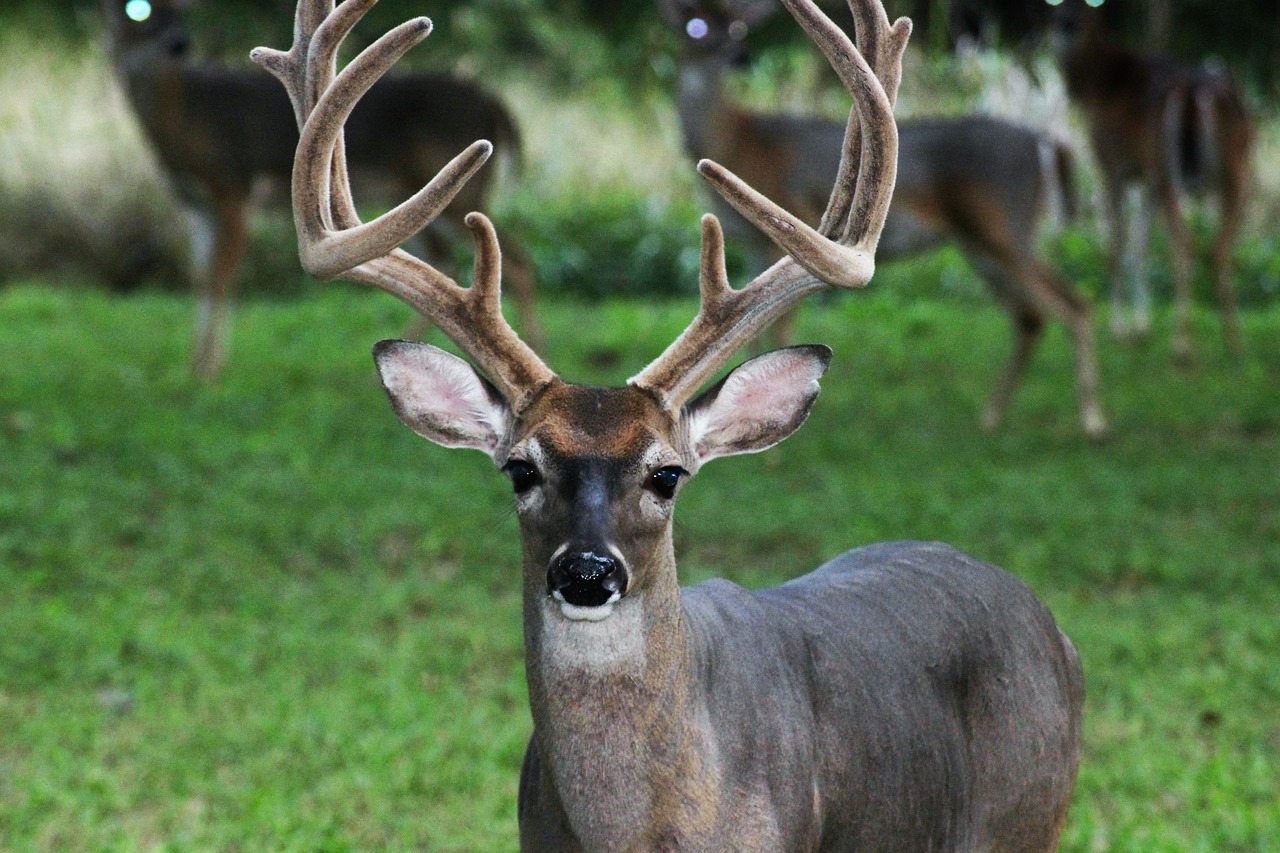 Elnias, Buck, Gyvūnas, Gamta, Laukinė Gamta, Patinas, Antlers, Ragai, Stovas, Nemokamos Nuotraukos