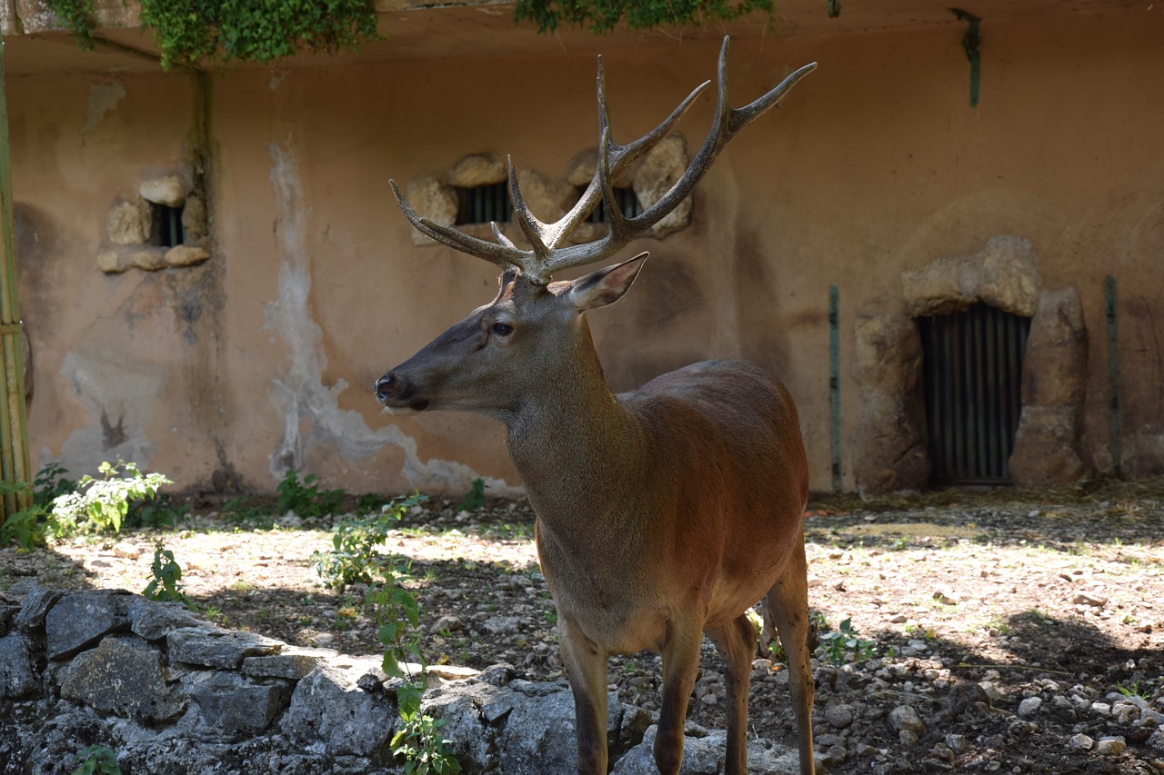 Elnias, Gyvūnas, Parkas, Gamta, Laukiniai, Žinduolis, Gamtos Parkas, Ragai, Roe, Antlers