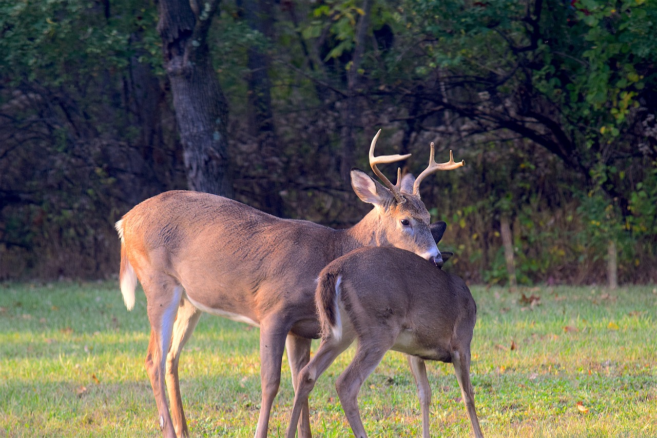 Elnias, Buck, Antlers, Gyvūnas, Laukinė Gamta, Žinduolis, Gamta, Laukiniai, Patinas, Parkas