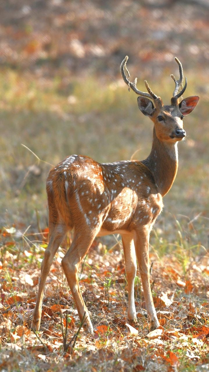 Elnias, Laukinė Gamta, Gamta, Žinduolis, Gyvūnas, Žolė, Buck, Antilopė, Ežeras, Laukiniai