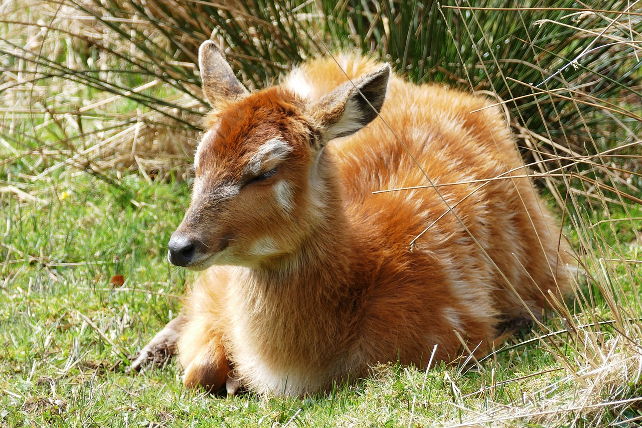 Elniai,  Jauna,  Raudona,  Gyvūnas,  Gyvūnijos,  Pobūdį,  Žinduolis,  Miškas,  Gyvūnija,  Kailiai