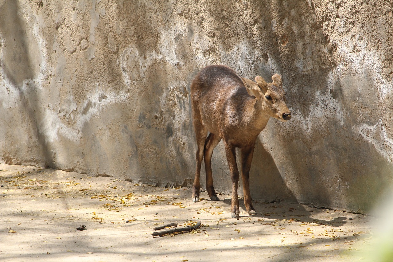 Elniai,  Zoo,  Narvas,  Įstrigę,  Pobūdį,  Laukinių,  Lauke,  Žinduolis,  Mediena,  Gyvūnijos