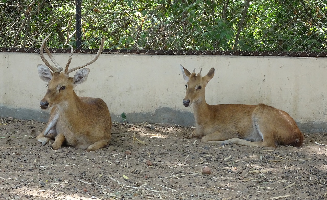 Elniai,  Sangai,  Eld Anketa Elnias,  Patinas,  Rucervus Eldii Eldii,  Endeminės,  Pavojus,  Antakį-Antlered Elnias,  Manipuras,  Gyvūnijos