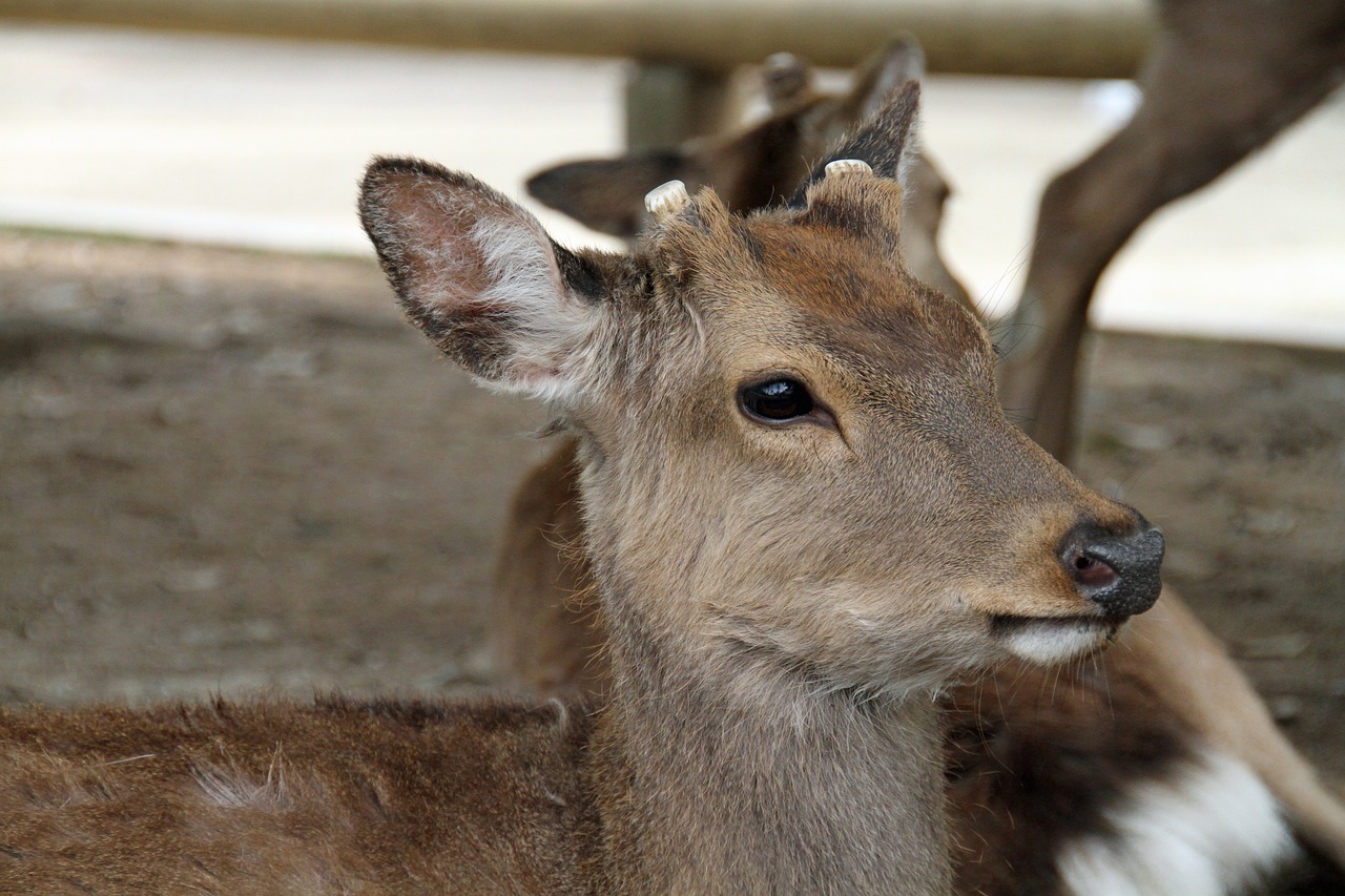 Elniai,  Laukinių,  Miškas,  Pobūdį,  Mielas,  Gyvūnijos,  Žinduolis,  Naujas, Nemokamos Nuotraukos,  Nemokama Licenzija