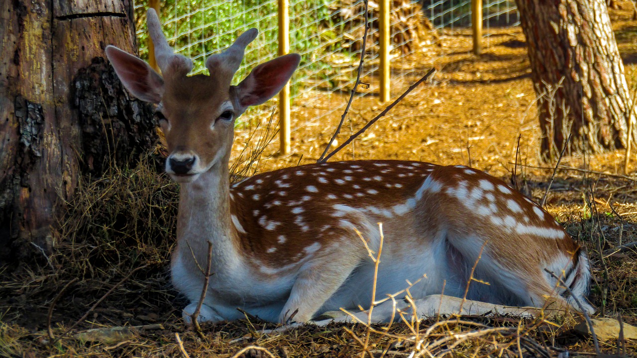 Elniai,  Pobūdį,  Gyvūnai,  Laukinių,  Žinduolis,  Mielas,  Bambi,  Parc Sama,  Ispanija, Nemokamos Nuotraukos