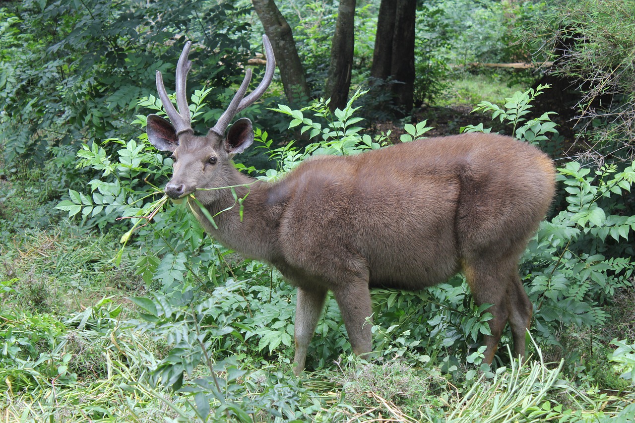 Elnias, Ežeras, Laukinė Gamta, Gyvūnas, Zoologijos Sodas, Žinduolis, Nemokamos Nuotraukos,  Nemokama Licenzija