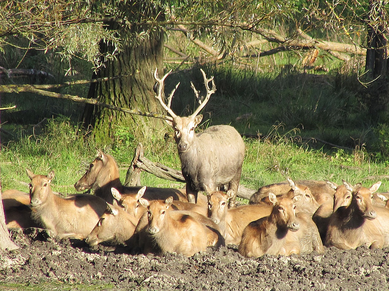 Elnias, Hirsch, Antler, Raudonas Elnias, Nemokamos Nuotraukos,  Nemokama Licenzija