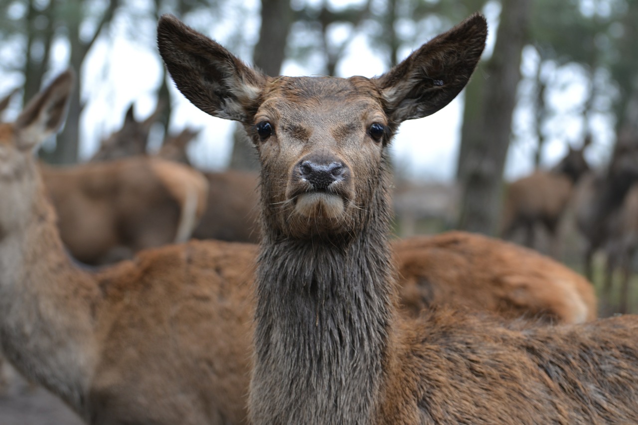 Elnias, Zoologijos Sodas, Žinduolis, Budrus, Gamta, Laukiniai, Gyvūnai, Nemokamos Nuotraukos,  Nemokama Licenzija