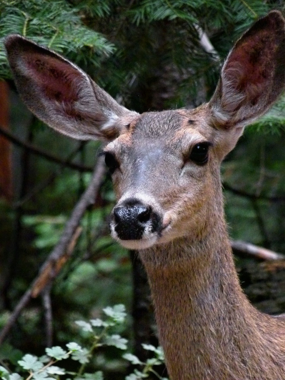 Elnias, Gyvūnas, Iš Arti, Laukiniai, Laukinė Gamta, Fauna, Budrus, Žiūri, Miškas, Miškai