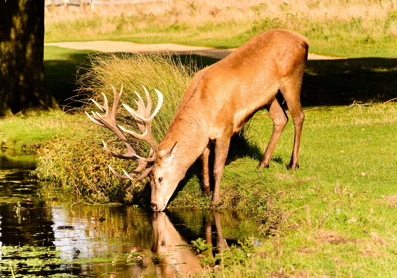 Elnias, Etapas, Gyvūnas, Raudona, Laukiniai, Antlers, Žolė, Medžiai, Patinas, Mažai